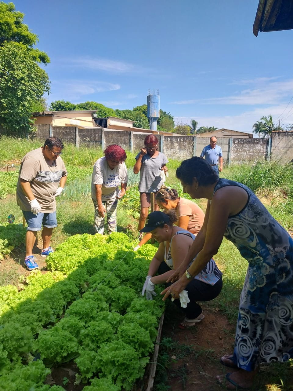 Horta Comunitária da Vila Gosuen encerra o ano com 80 famílias atendidas