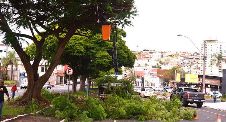 Meio Ambiente intensifica serviços de podas de árvores
