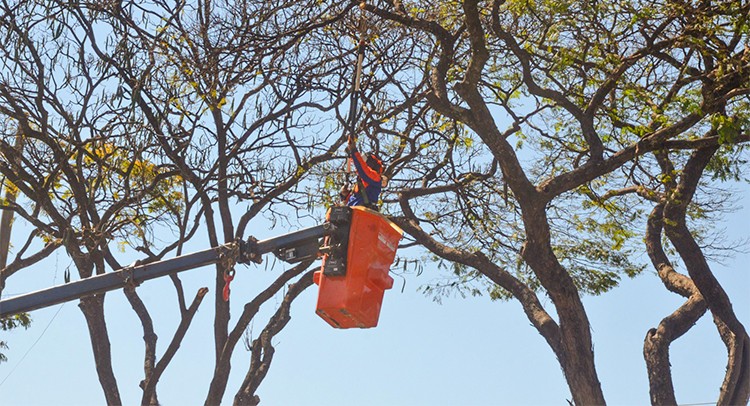 Meio Ambiente realiza poda de árvores em avenidas