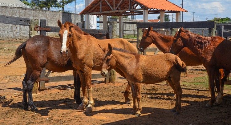Canil Municipal e Guarda Civil recolhem 11 animais na Vila Santos Dumont e Mundo Novo