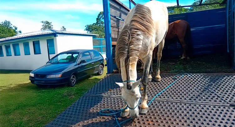 Ação do Canil Municipal e Guarda Civil retira 12 animais de ruas da Zona Norte