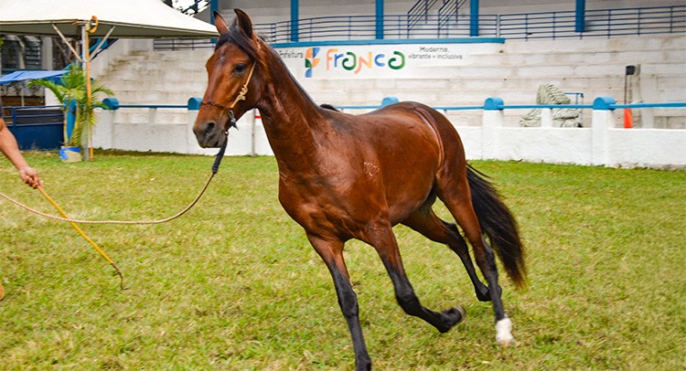 Julgamentos do Mangalarga e provas equestres são atrações da Expoagro