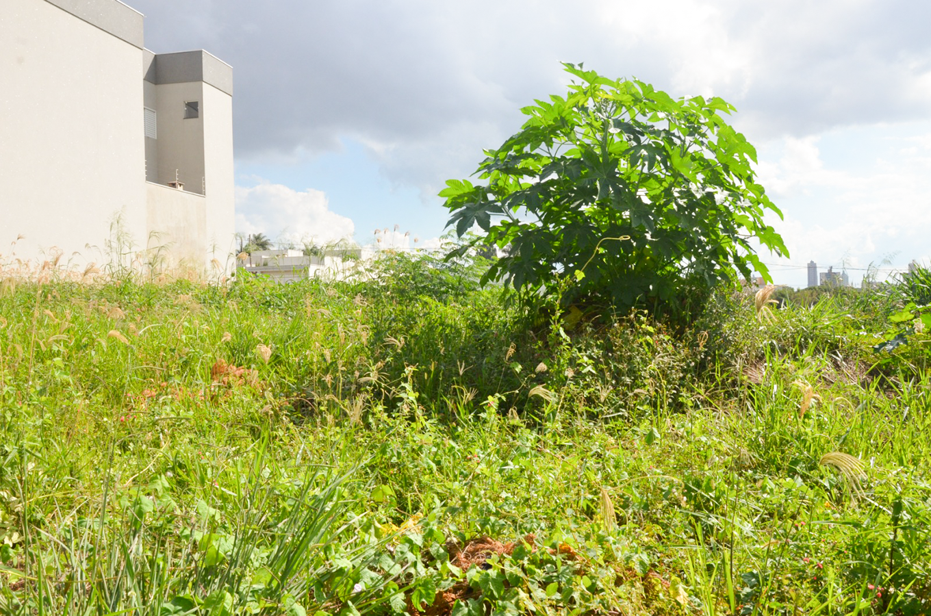 Mais de 4,8 mil proprietários foram notificados para limpeza de terrenos
