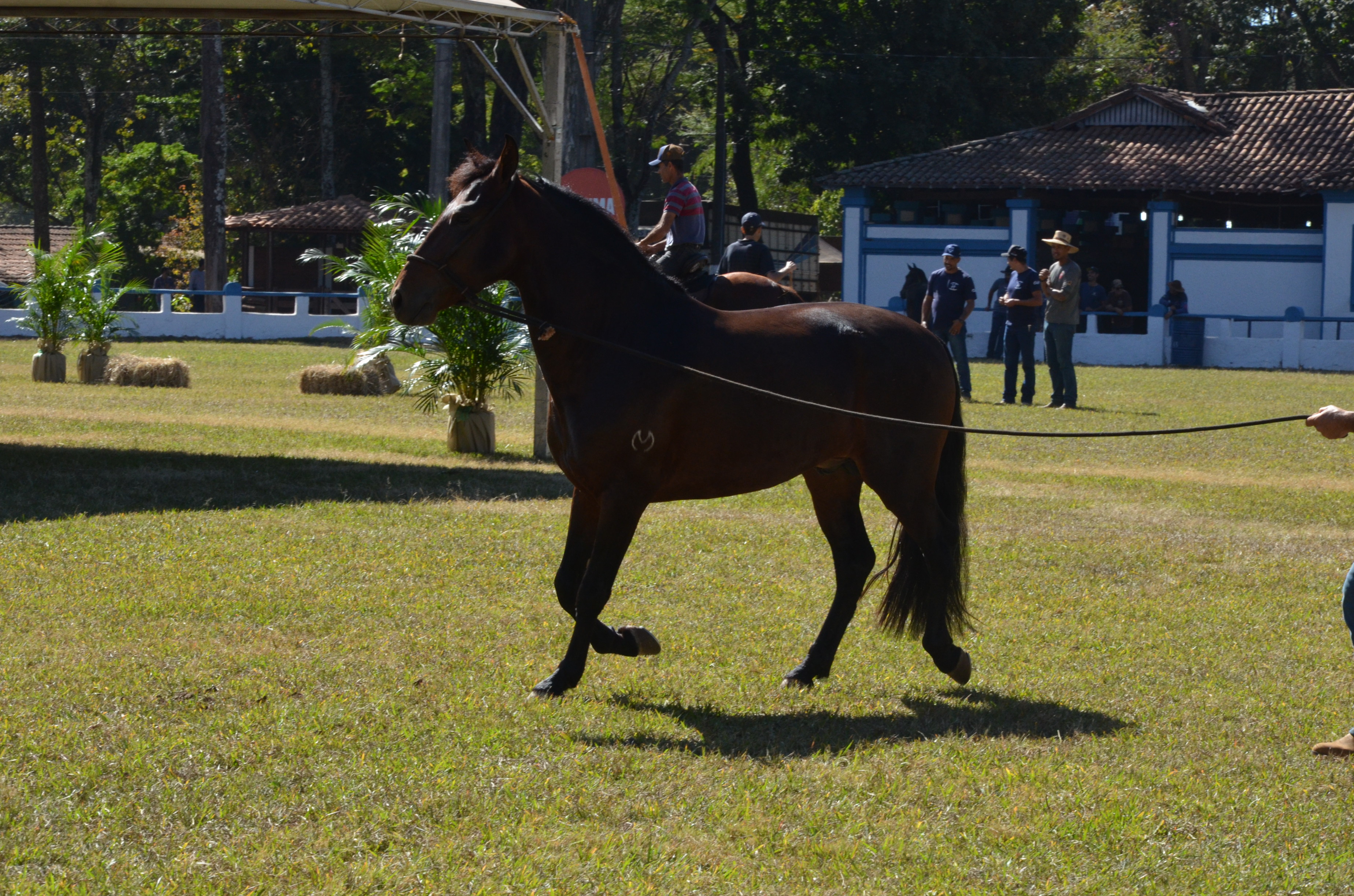 53ª Expoagro continua esta semana com muitas atrações