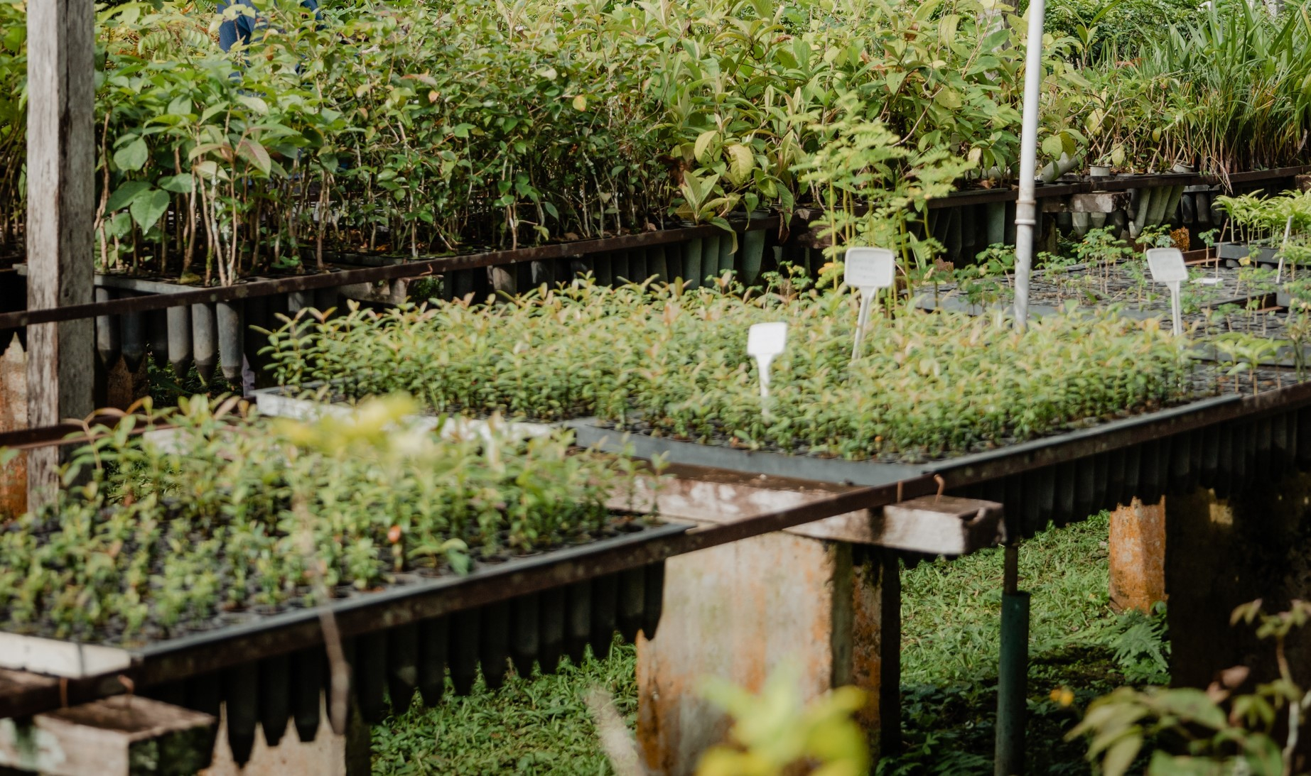 Oficina de Capacitação em Plantas Medicinais ainda tem vagas