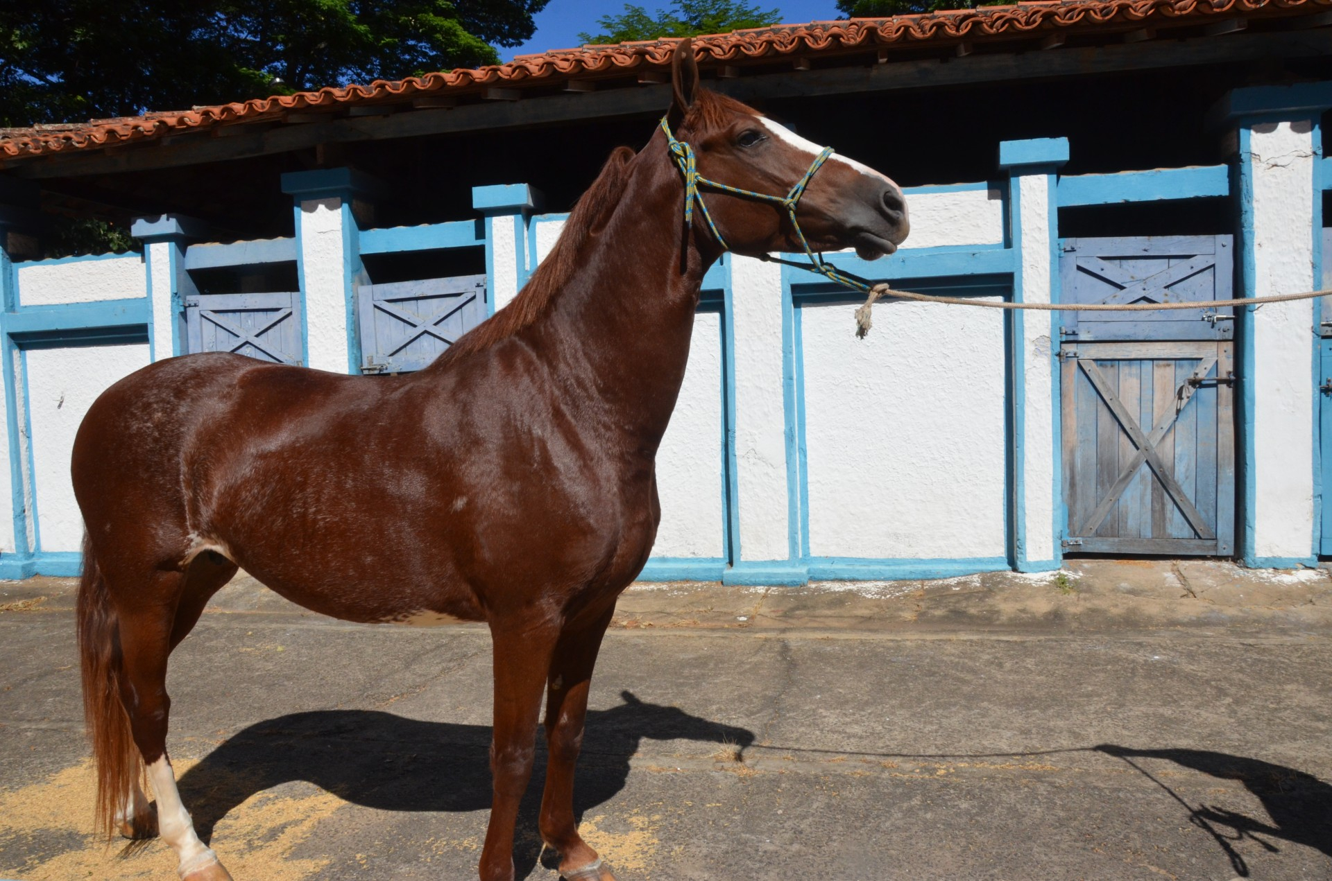 Parte técnica da 53ª Expoagro começa nesta quinta-feira