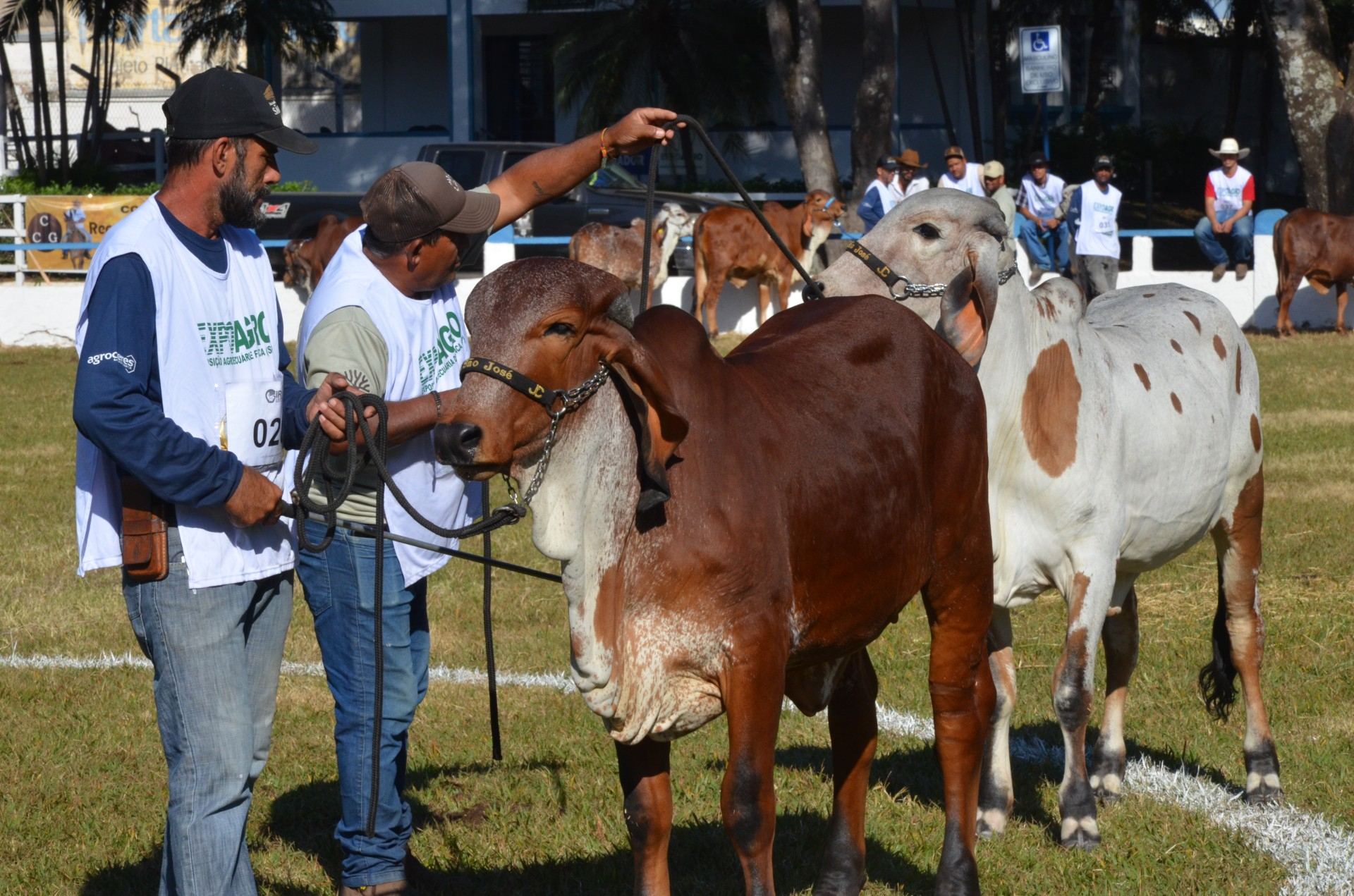 Final de semana tem atrações pecuárias e shows na 53ª Expoagro