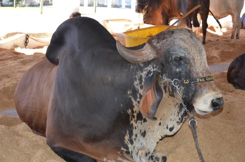 Exposição de animais na 52ª Expoagro começa nesta quinta-feira