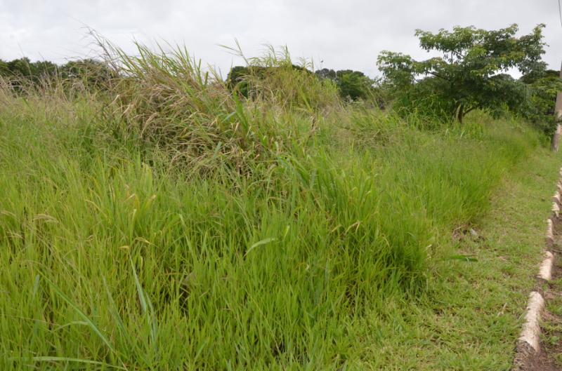 Vigilância notifica proprietários para a limpeza de terrenos