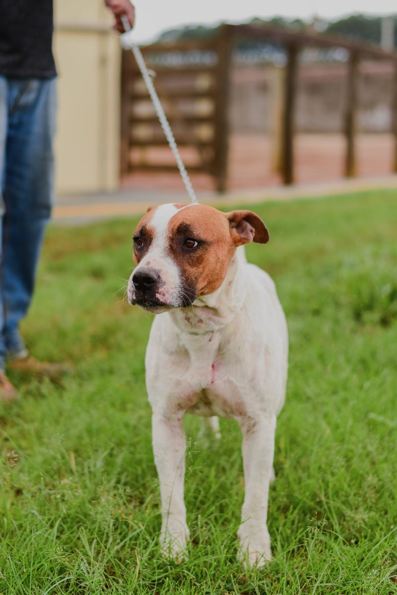Meio Ambiente disponibiliza site para adoção de animais do Canil Municipal