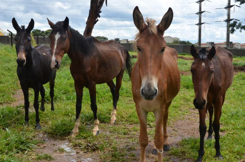 Leilão de animais de grande porte será nesta sexta-feira