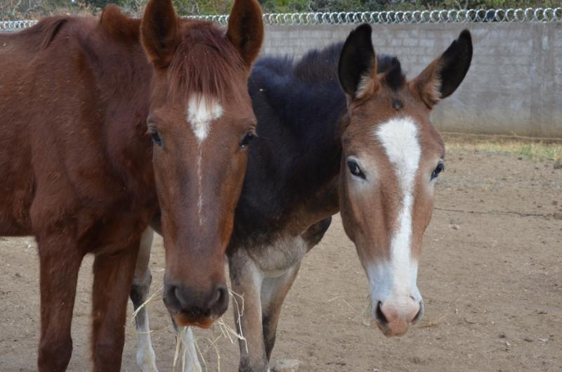 Canil realiza terceiro leilão de animais do ano