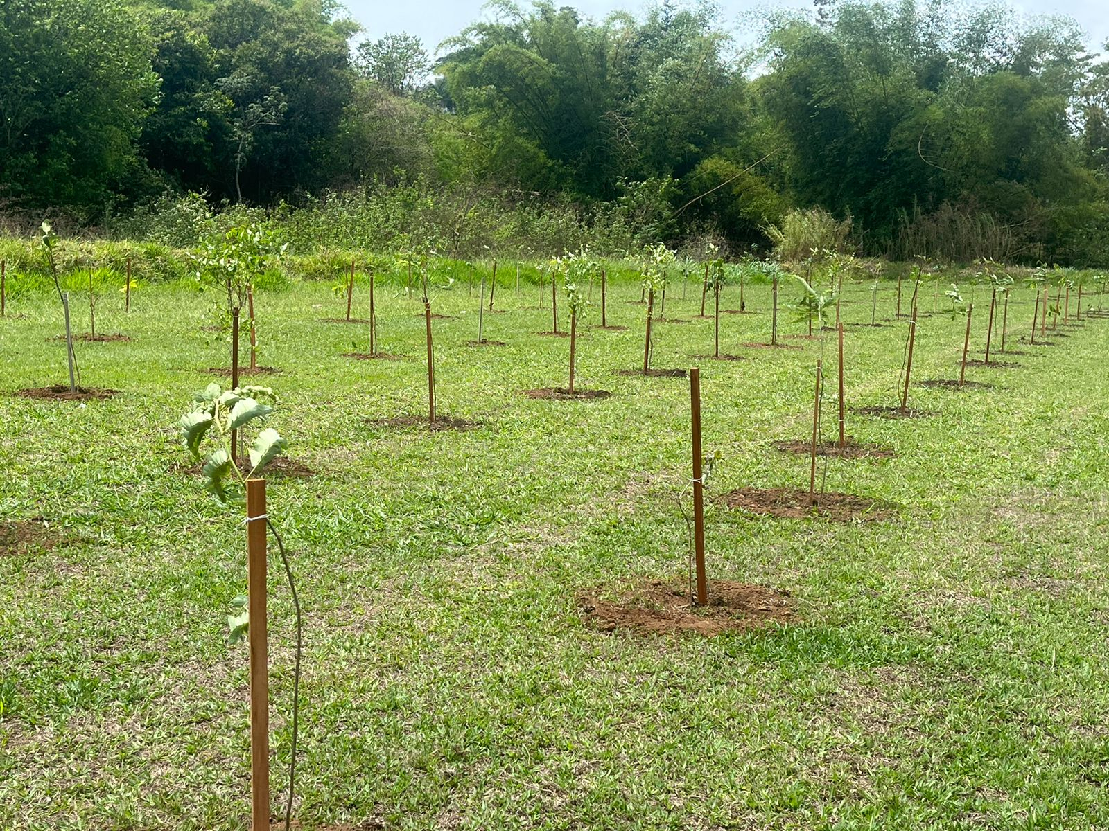 Meio Ambiente planta mais de 3,6 mil árvores em áreas públicas