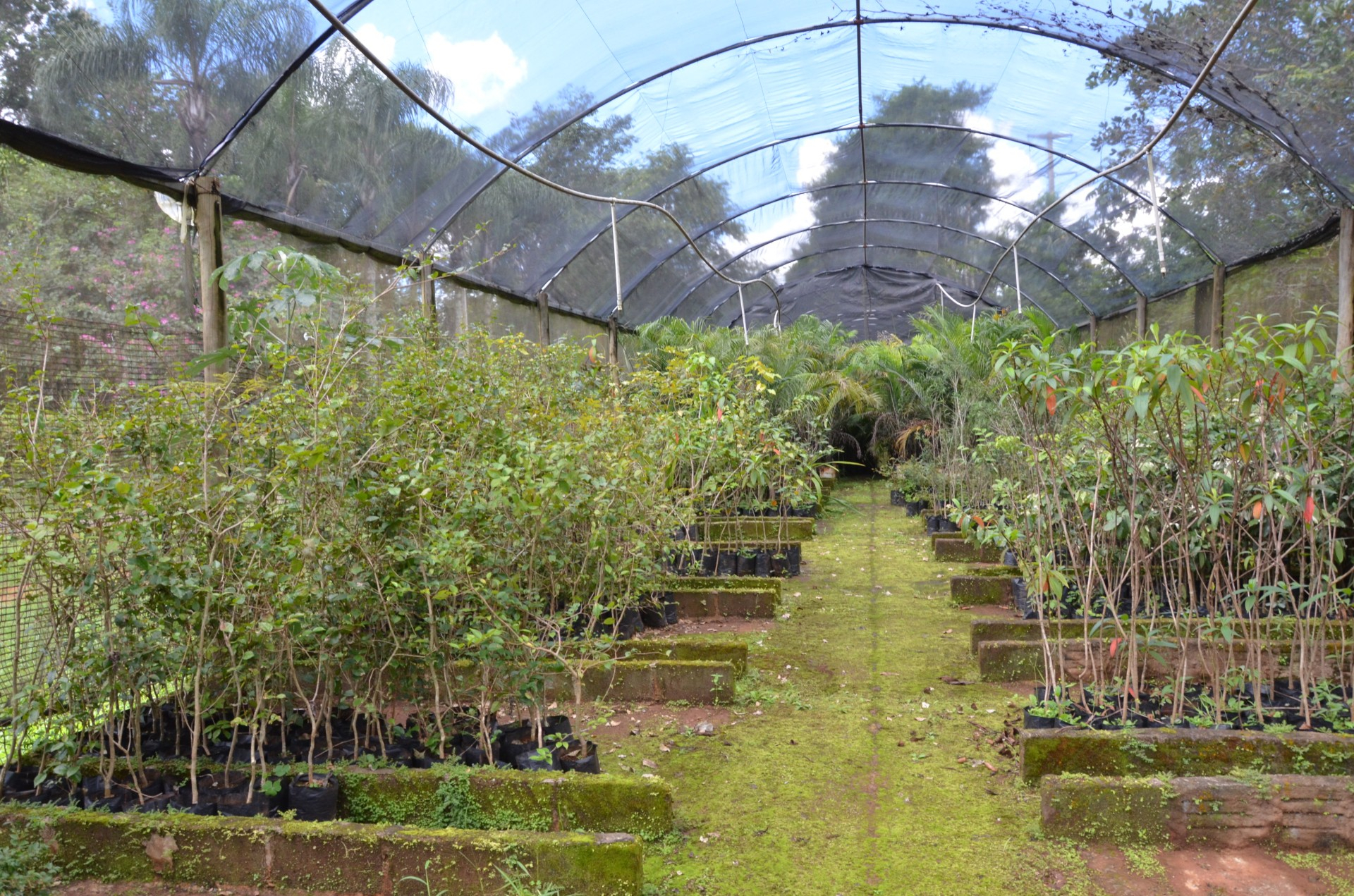 Meio Ambiente divulga balanço de plantios e formação de mudas