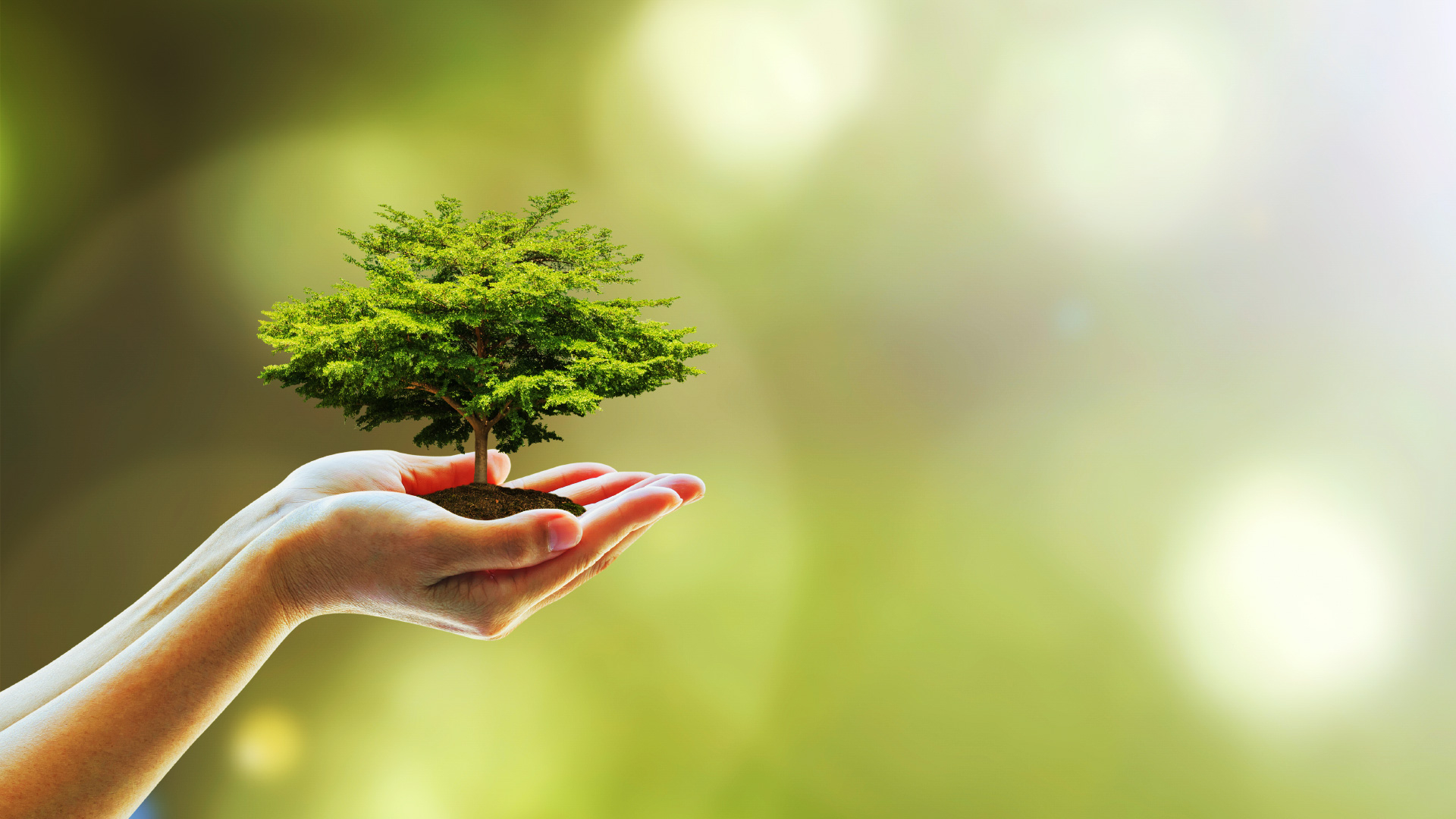 Meio Ambiente promove ações para o Dia da Árvore