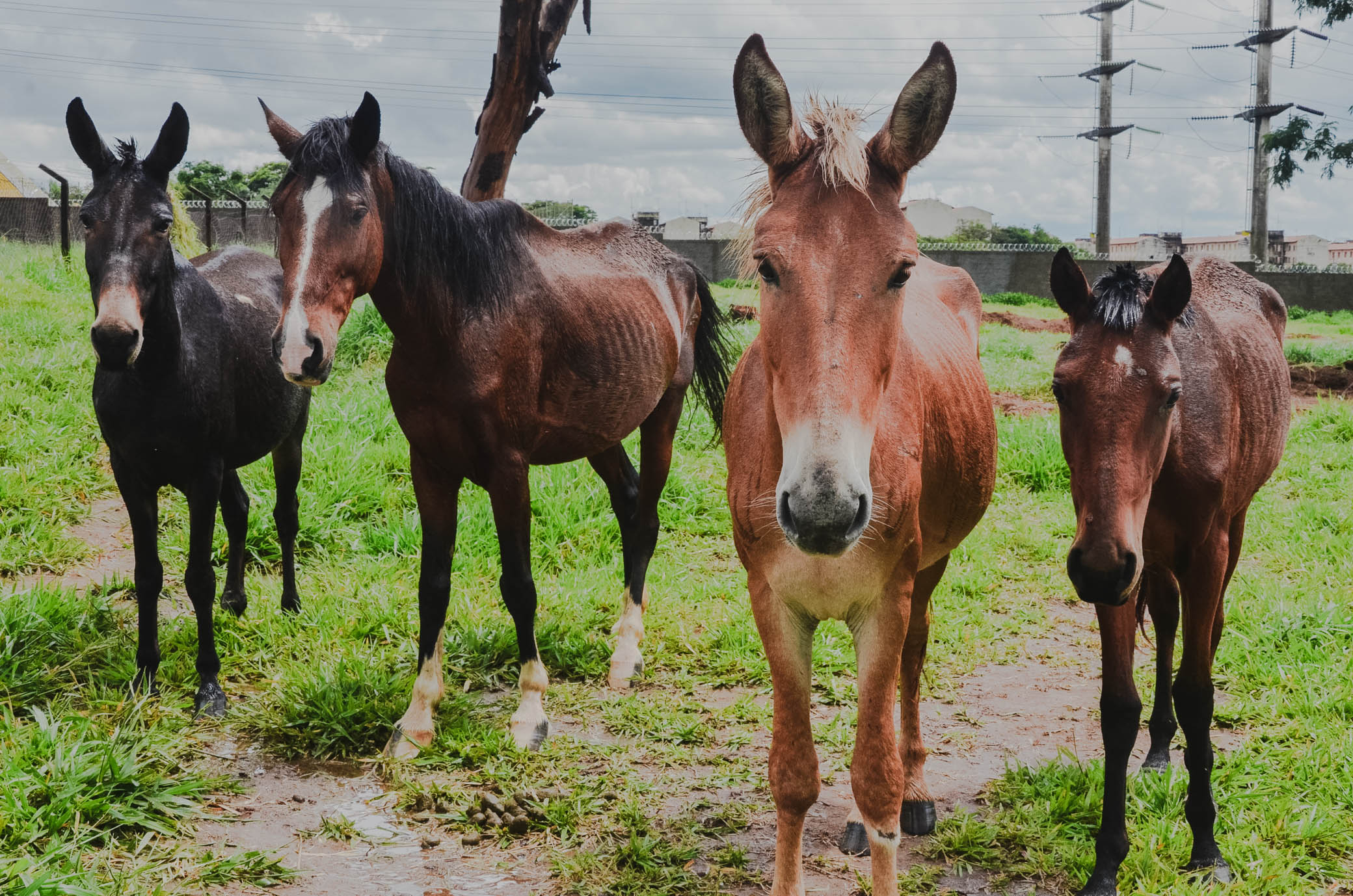 Canil prepara novo Leilão e recebe pré-cadastro de interessados