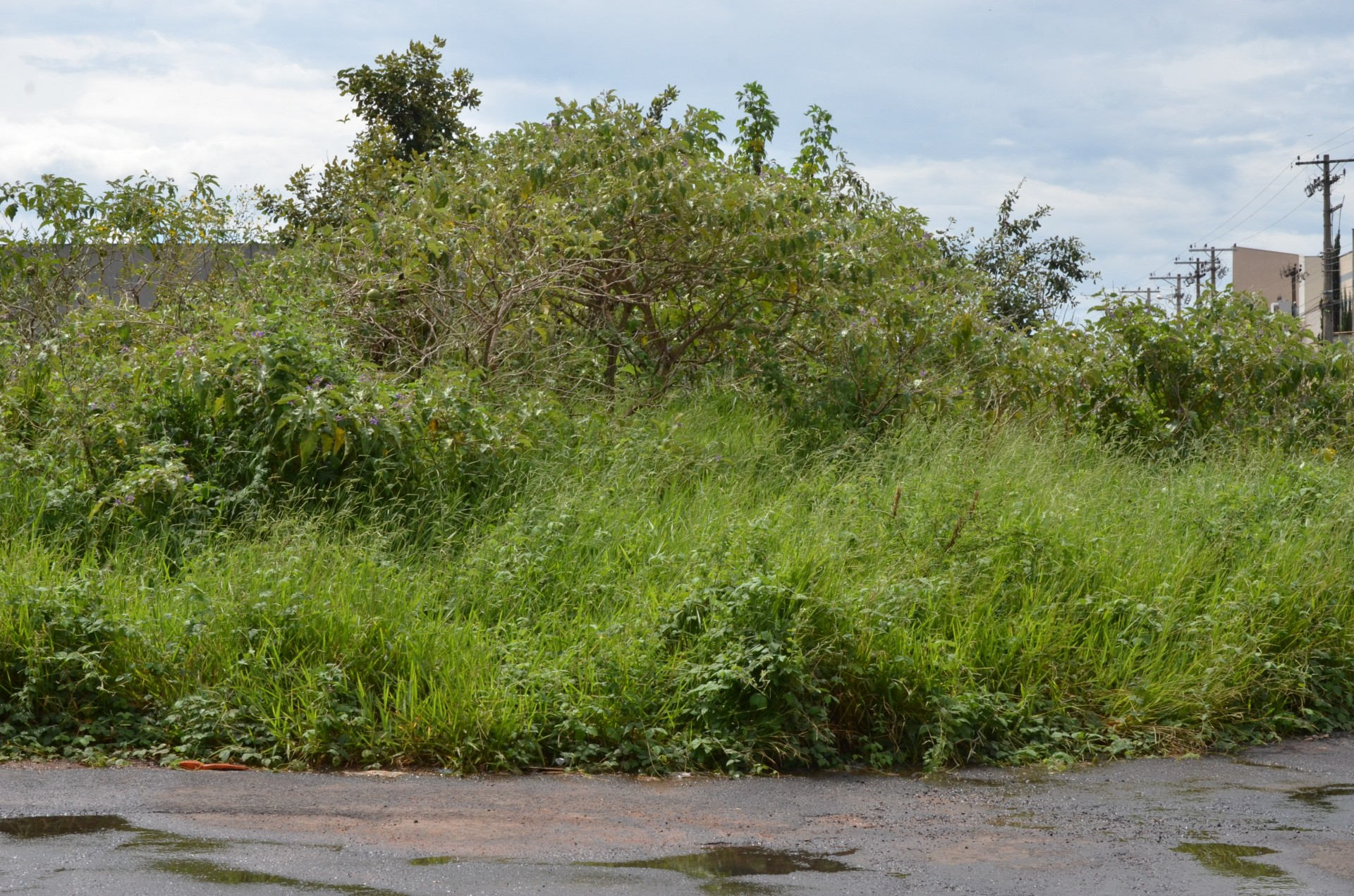 Vigilância notifica donos de mais de 160 terrenos para a limpeza