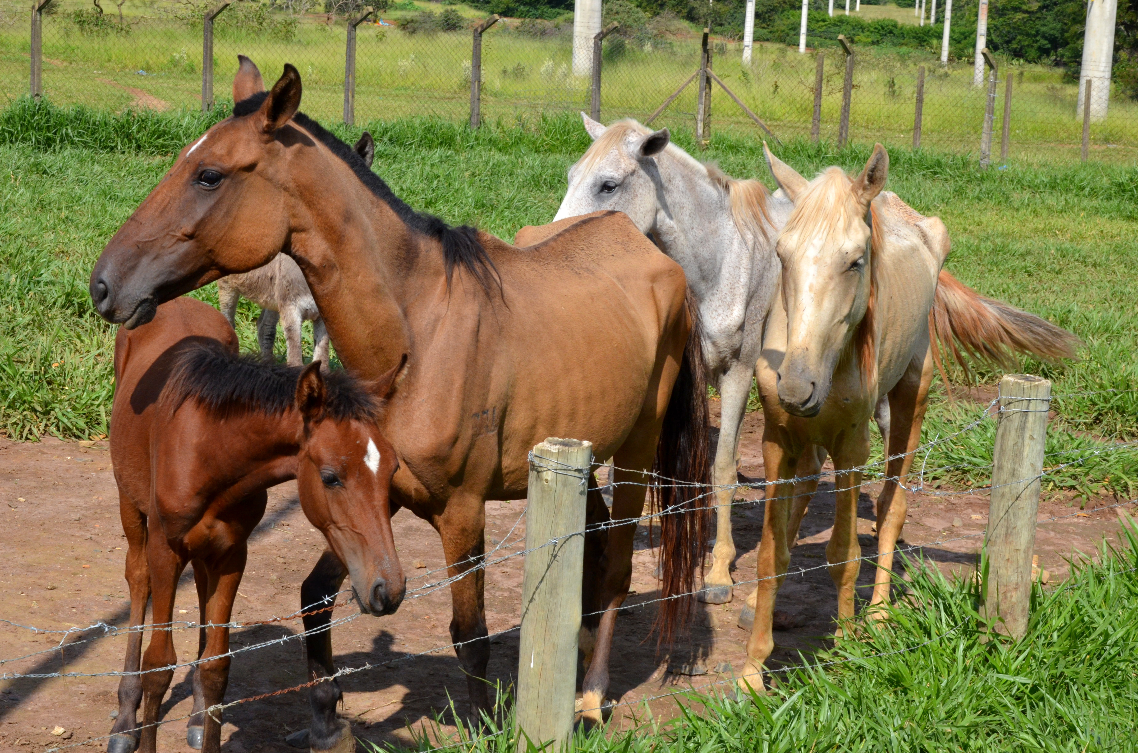 Canil Municipal promove novo Leilão de Animais