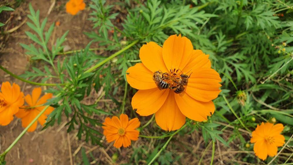 Curso de Meliponicultura segue com inscrições