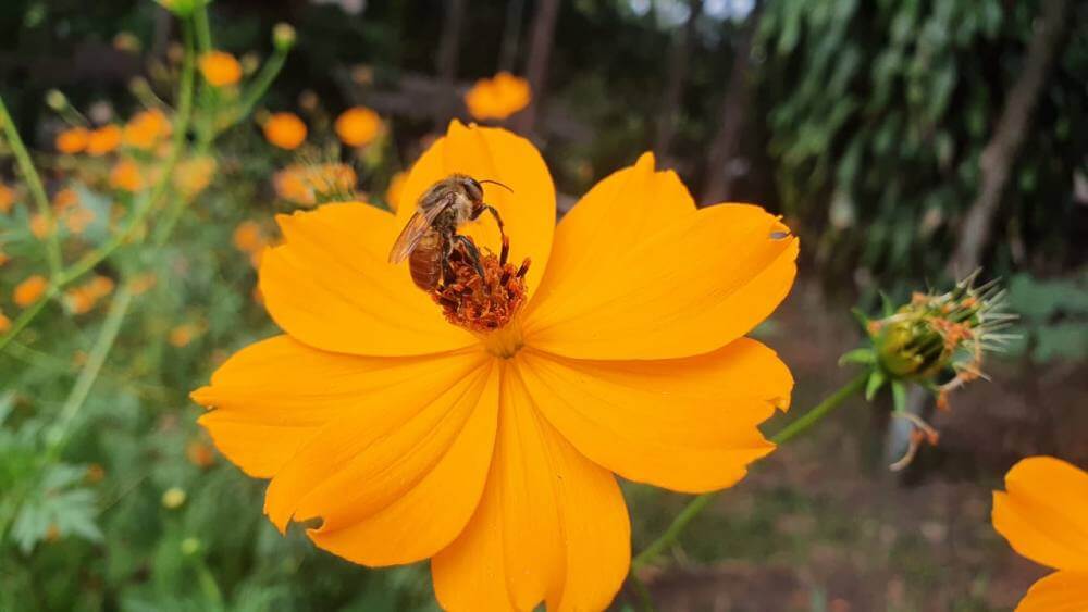 Curso sobre Abelhas sem Ferrão é iniciado no Parque Fernando Costa