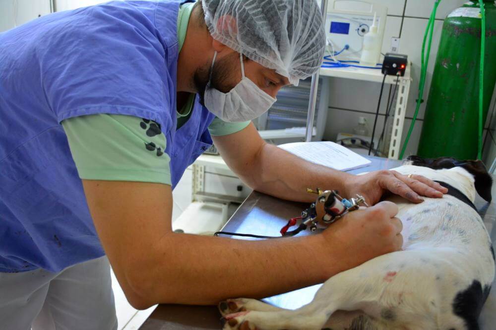 Identificação de castração ajuda na localização de animais