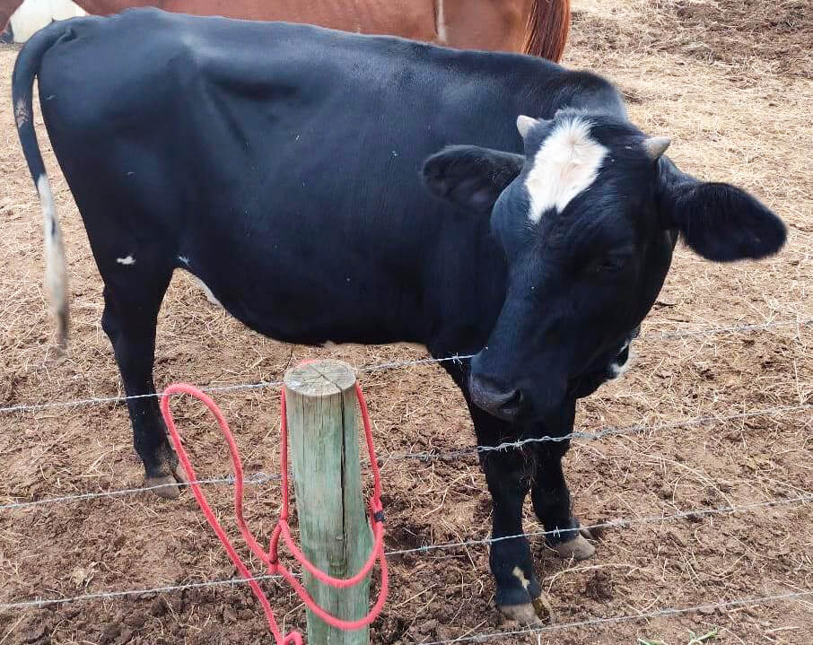 Canil fará leilão de animais apreendidos