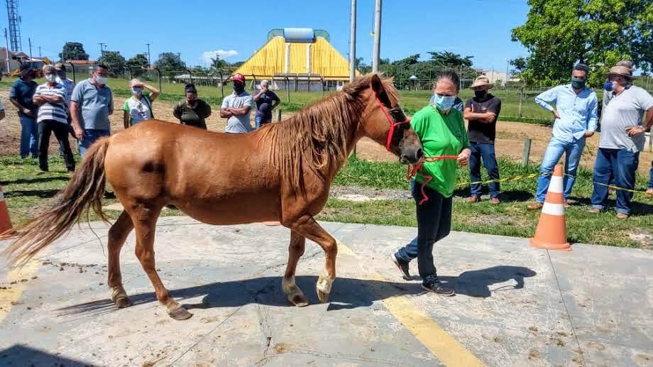 Meio Ambiente leiloa todos animais do Canil Municipal