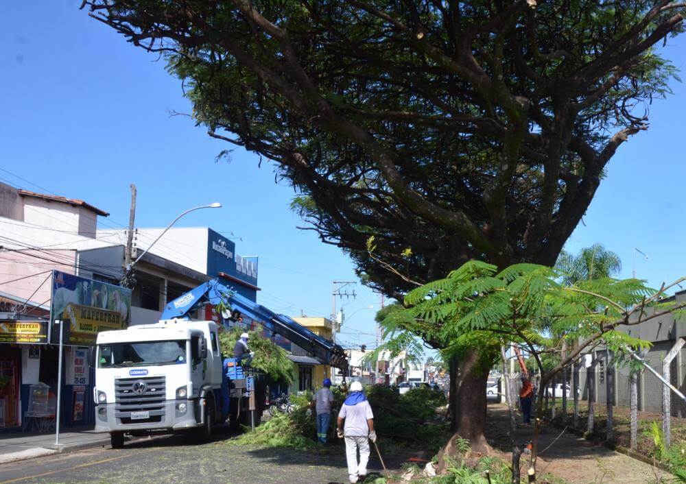 Meio Ambiente faz poda de árvores na Chico Júlio