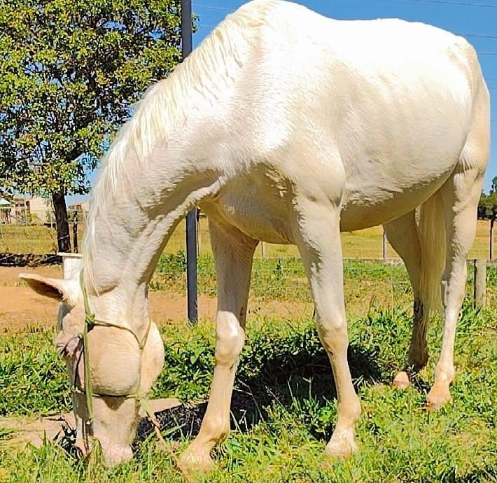 Meio Ambiente agenda visitas para o segundo leilão