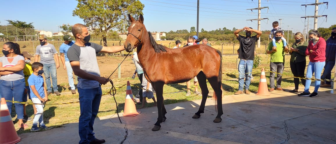 Segundo leilão de animais tem todos os lotes arrematados