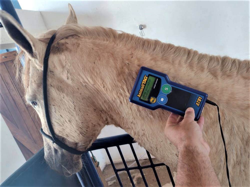 Microchipagem identifica animais de grande porte recolhidos ao Canil