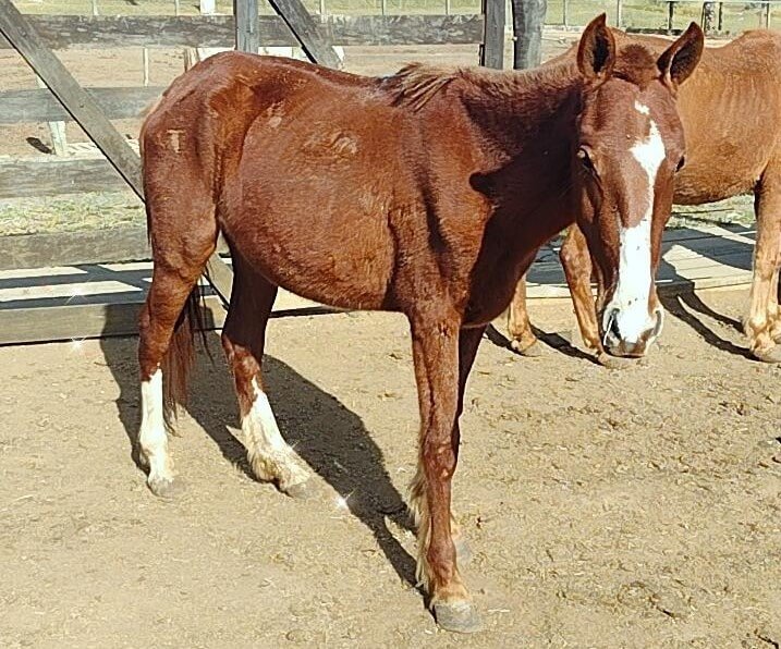Terceiro leilão de animais acontecerá nesta quarta-feira