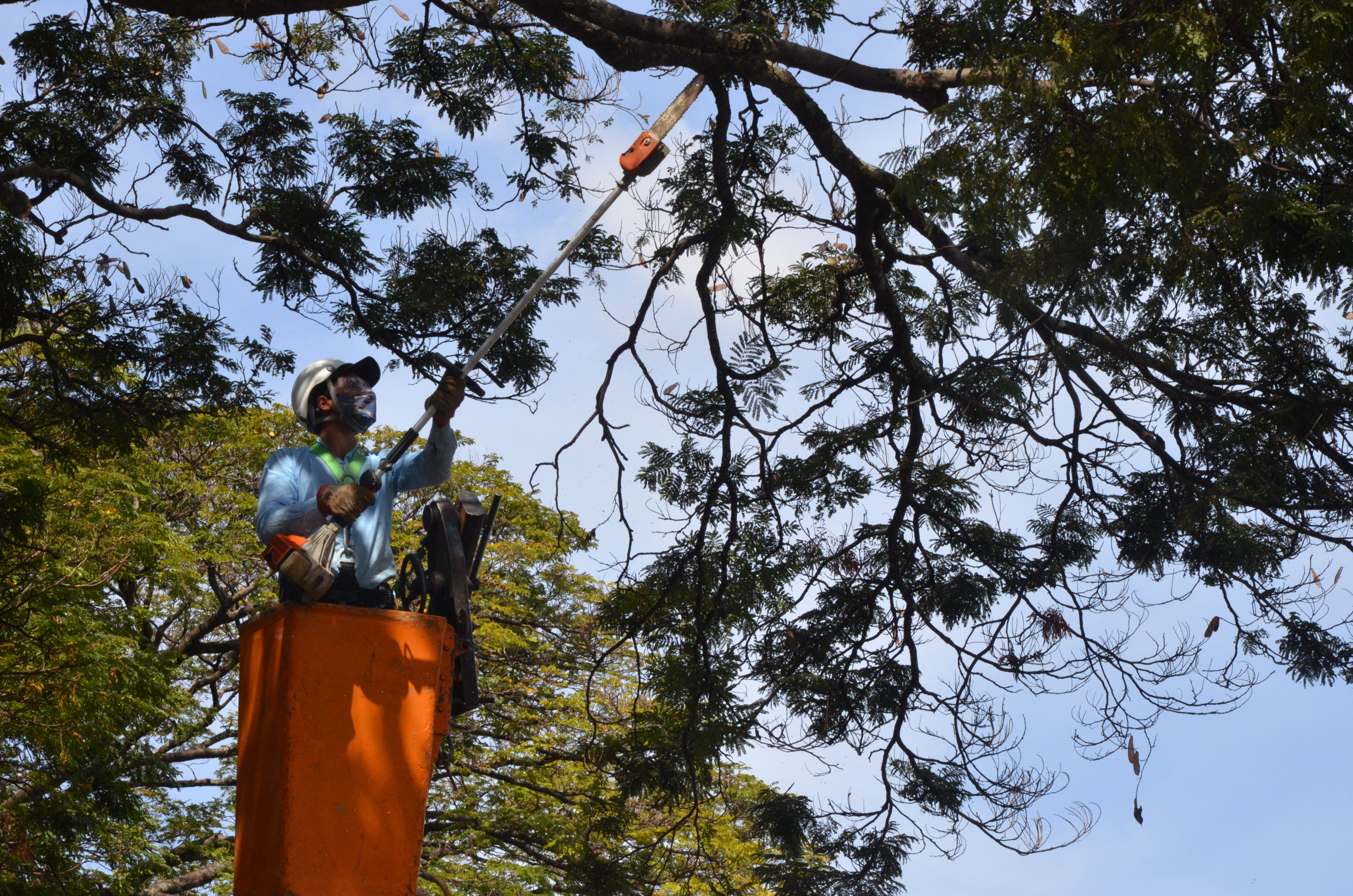 Meio Ambiente faz levantamento de copas de árvores
