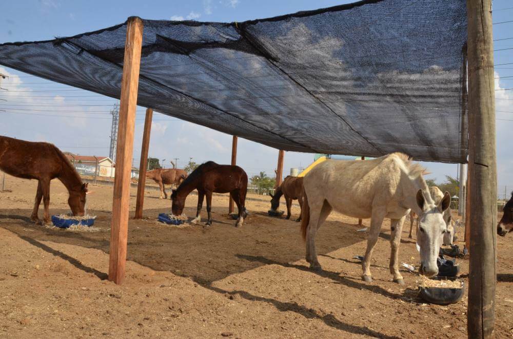 Canil instala sombrites para abrigo dos animais