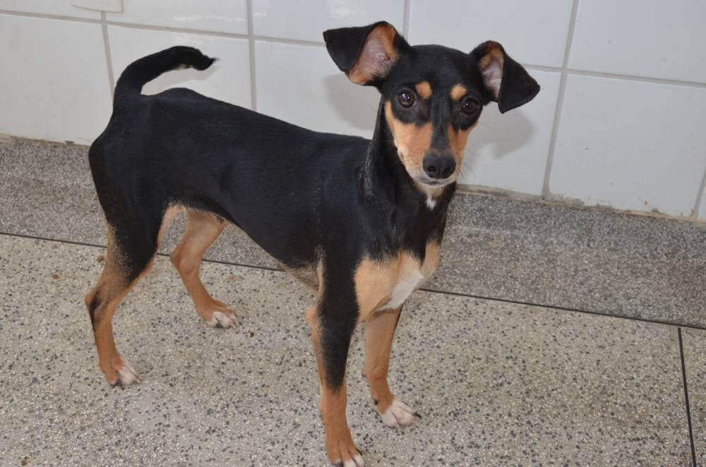 Canil Municipal disponibiliza cães para adoção consciente