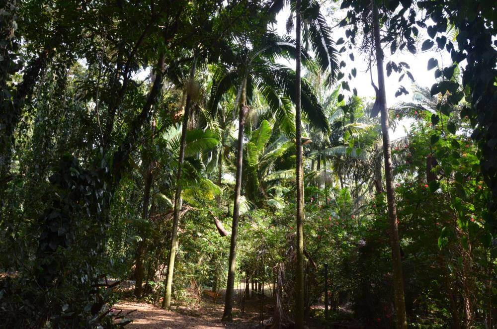 Prefeitura prepara comemorações da Semana da Árvore