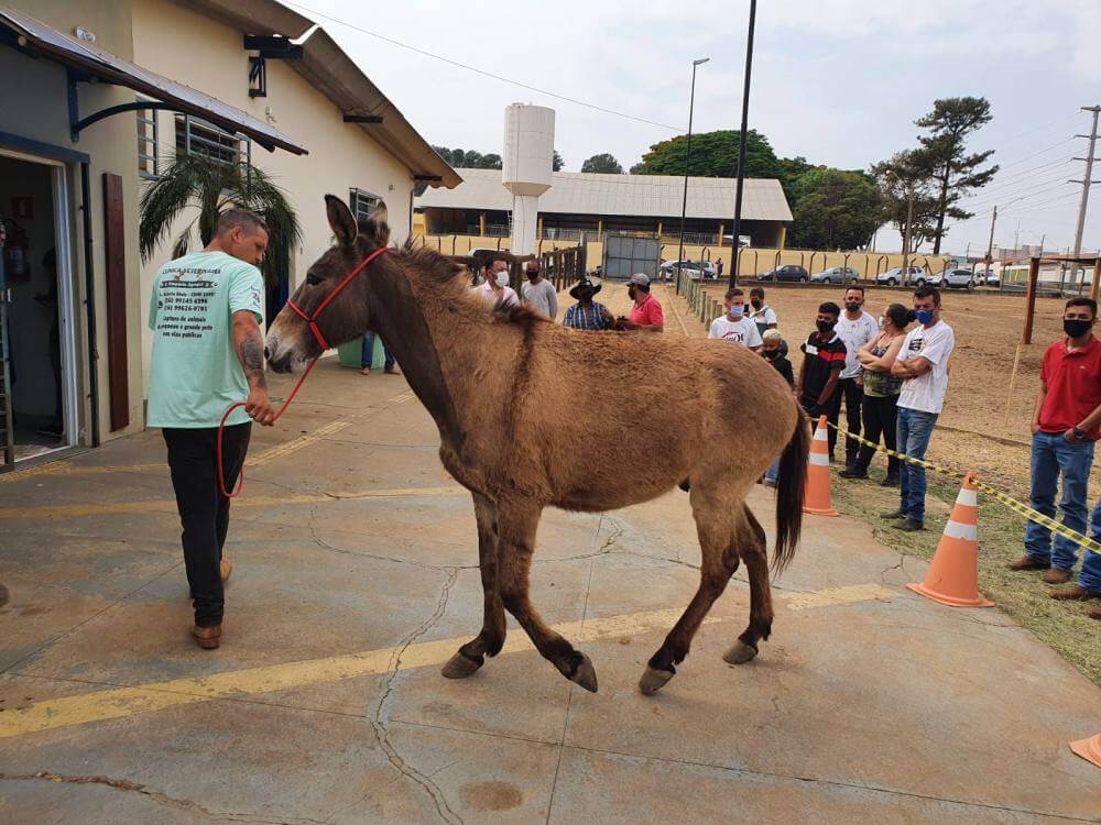 5º Leilão tem todos os animais arrematados