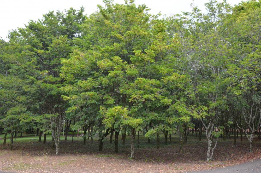 Meio Ambiente prepara revitalização de áreas públicas