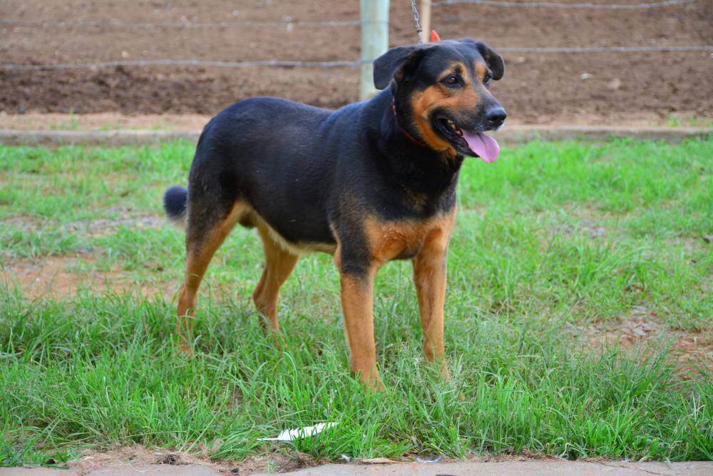 Prefeitura já realizou mais de 1 mil castrações de animais