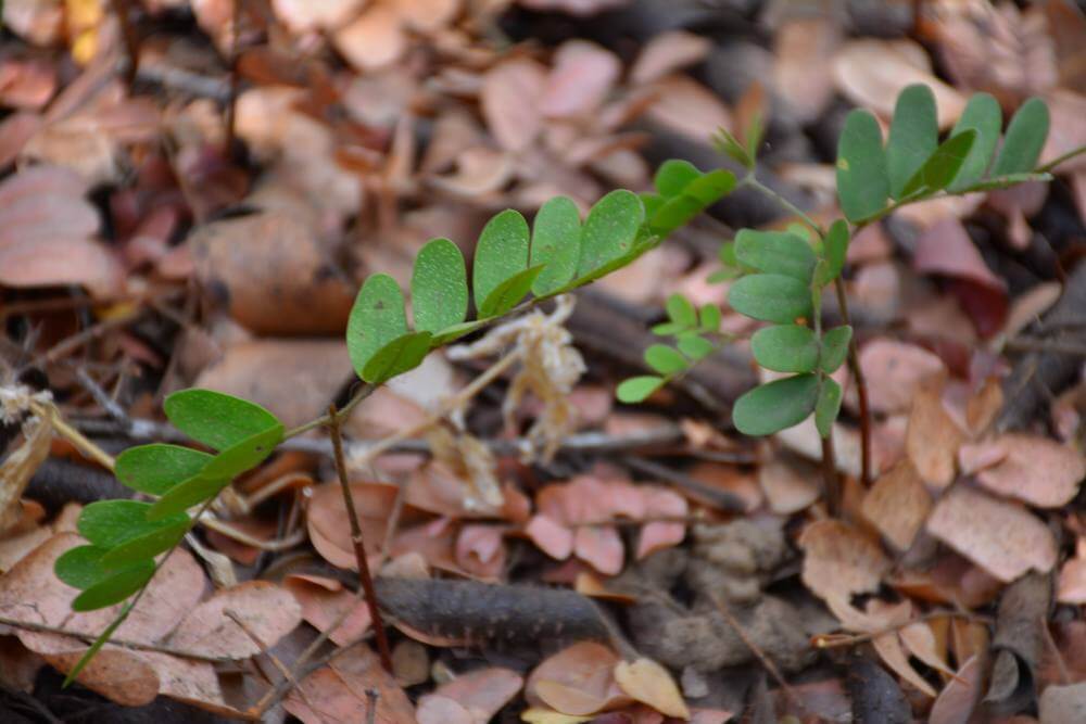 Meio Ambiente fará plantio comunitário no Piratininga