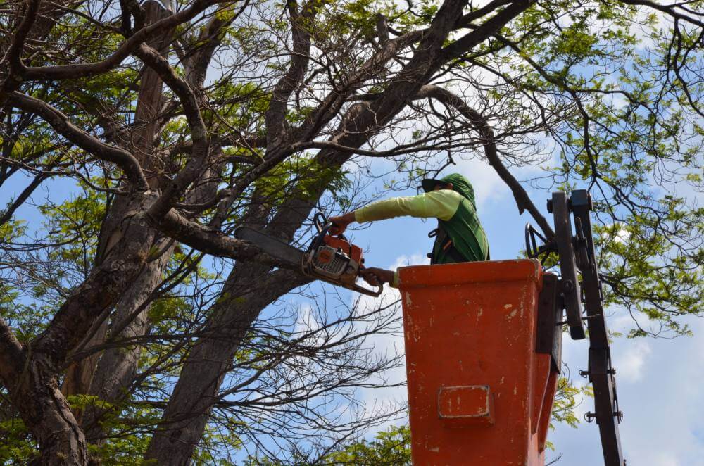 Equipes aceleram serviços de limpeza pública