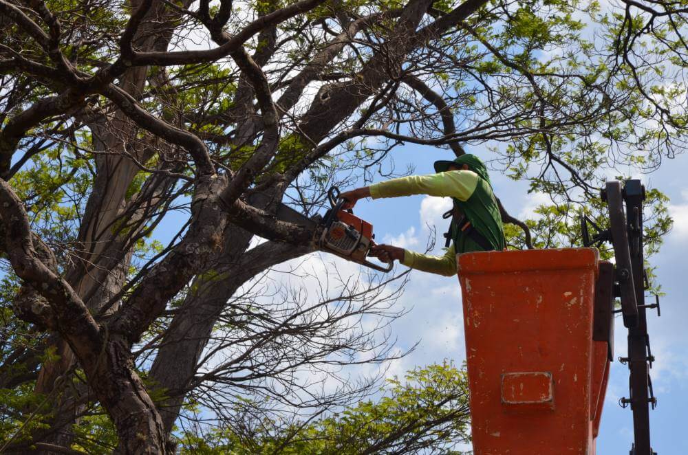 Meio Ambiente realiza podas e manutenções em vários locais