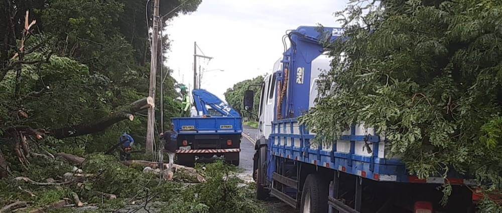 Meio Ambiente intensifica ações de poda e limpeza por toda cidade