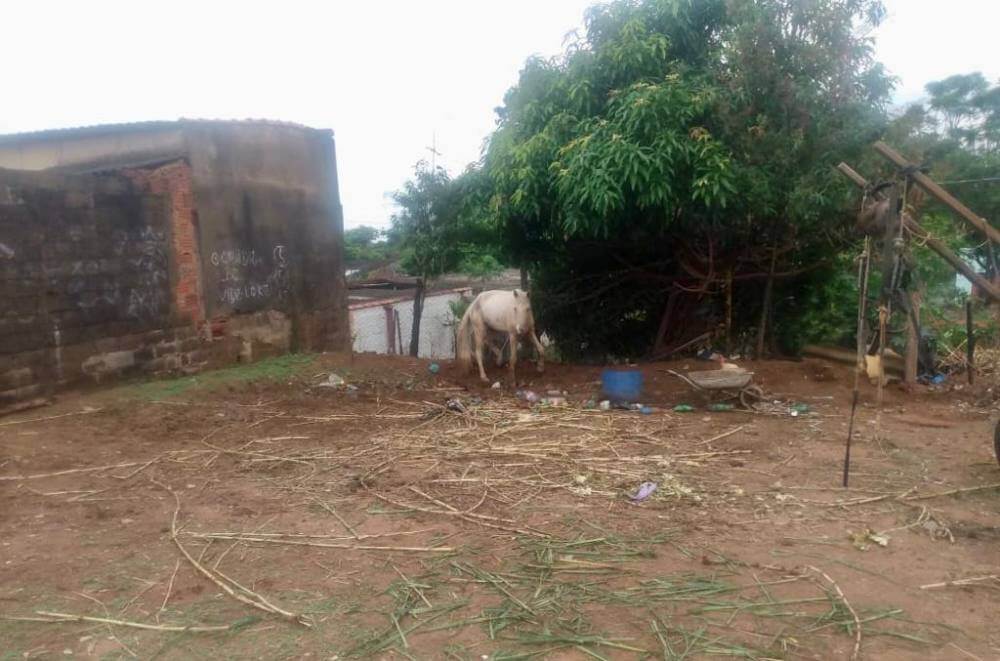 Prefeitura institui Junta de Recursos de Infrações Ambientais