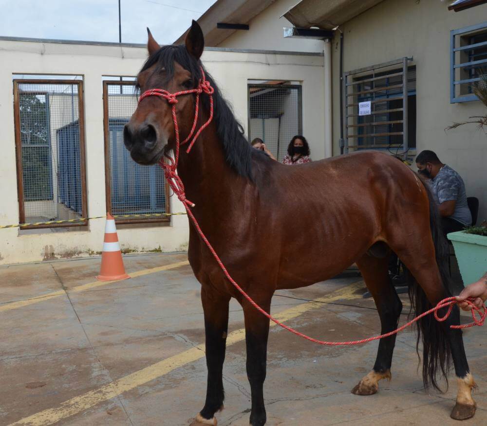 Cerca de 250 animais de grande porte foram resgatados neste ano