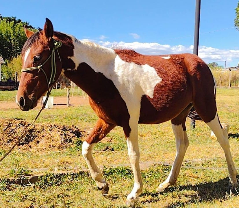Meio Ambiente prepara novo leilão de animais