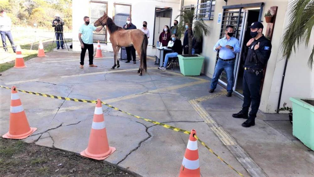 Leilão de animais rende mais de R$ 6,4 mil