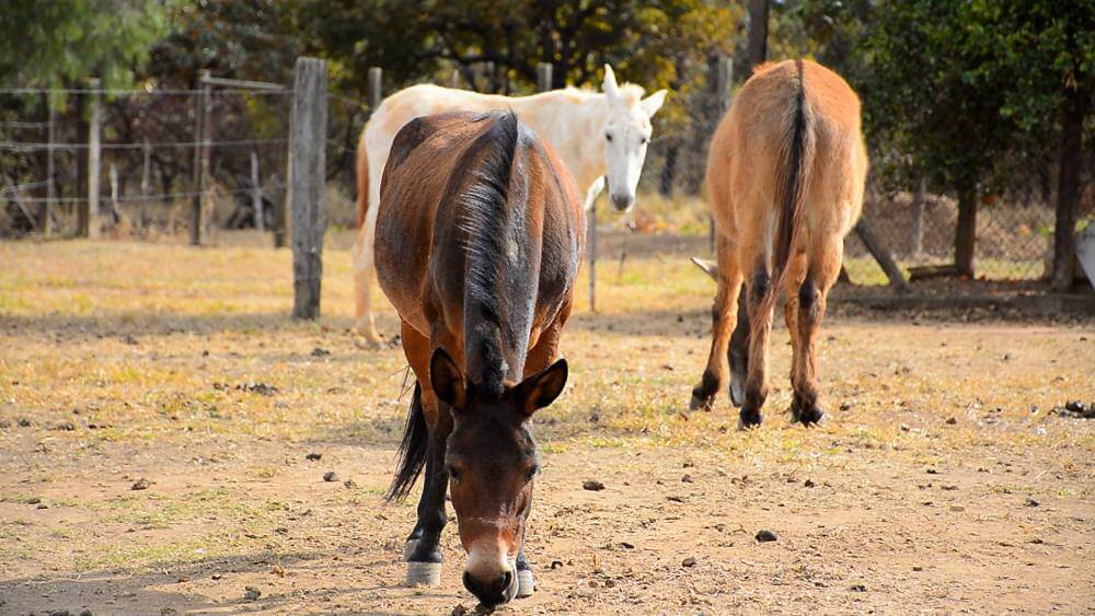 Canil Municipal realiza 4º Leilão de Animais