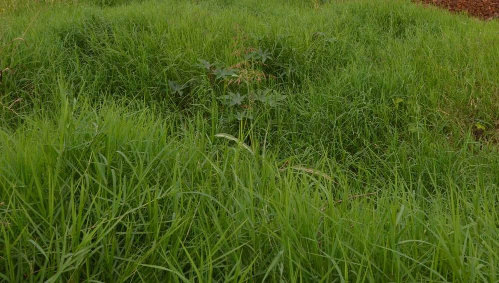 Vigilância notifica proprietários para a limpeza de terrenos sujos