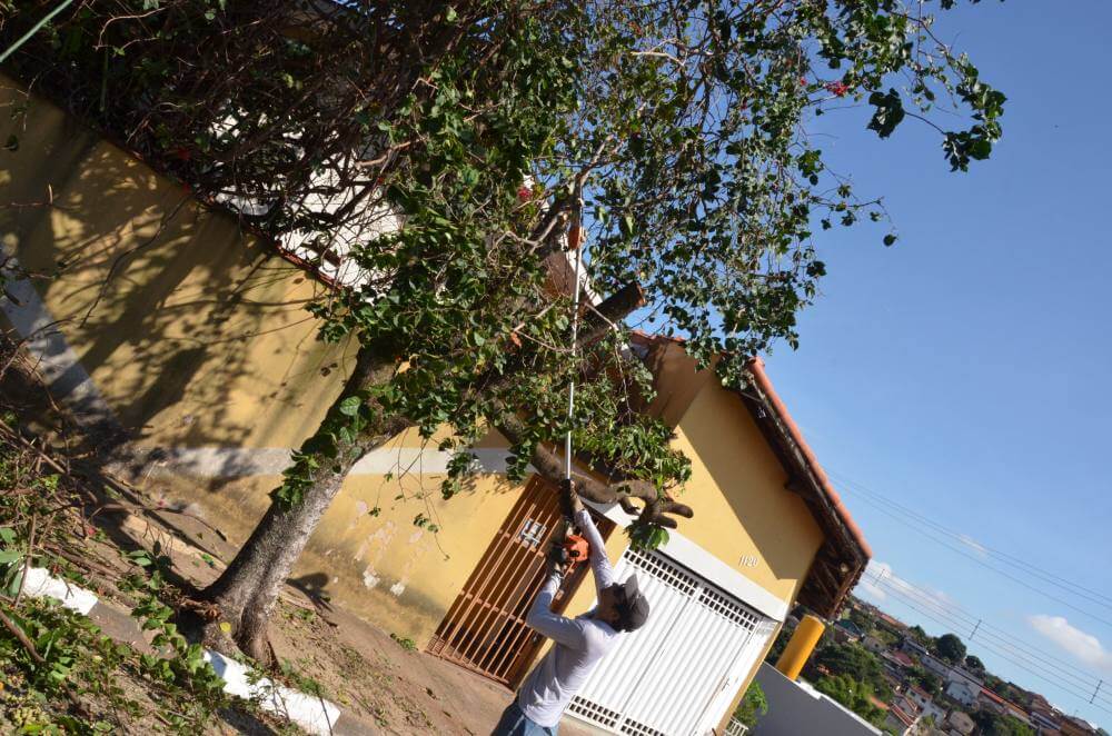 Poda de árvores interdita trecho da rua Campos Salles